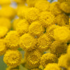 100 YELLOW TANSY Double Golden Buttons Fern Leaf Tanacetum Vulgare Flower Seeds