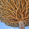 Dragon Tree Seeds – Dracaena Draco Canary Island Drago Blood Asparagus Yucca Evergreen Succulent Houseplant – photo 2