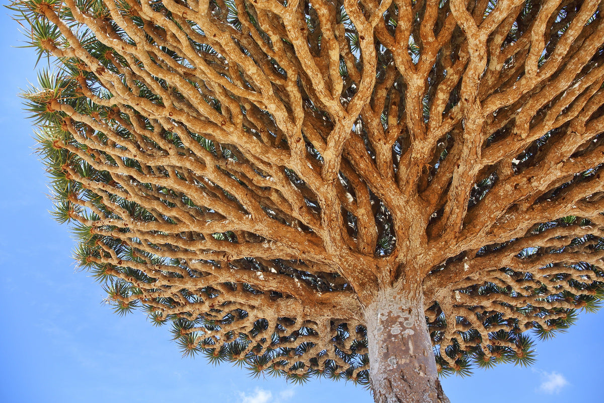 Dragon Tree Seeds – Dracaena Draco Canary Island Drago Blood Asparagus Yucca Evergreen Succulent Houseplant – photo 2