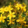Great Saint Johns Wort Seeds – St John's Hypericum Pyramidatum Yellow Flower Herb' – photo 4