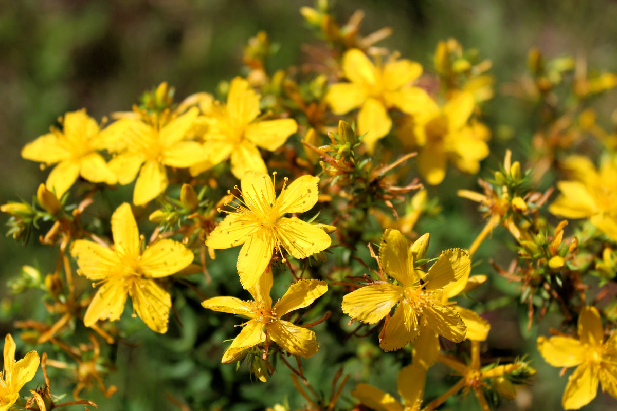 Great Saint Johns Wort Seeds – St John's Hypericum Pyramidatum Yellow Flower Herb' – photo 4