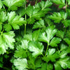 1000 GIANT ITALIAN Flat Leaf PARSLEY Petroselinum Crispum Neapolitanum Herb Vegetable Flower Seeds