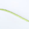 50 KENTUCKY WONDER Pole BEAN Phaseolus Vulgaris Vegetable Seeds
