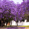 25 BLUE JACARANDA TREE ( Fern Tree / Brazilian Rose Wood / Green Ebony ) Jacaranda Mimosifolia Seeds