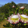 5 Giant KING PROTEA Cynaroides Sugarbush Rare 12" Flower Seeds