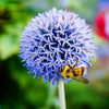 25 Blue GLOBE THISTLE Echinops Ritro Southern Globethistle Pollinator Flower Seeds