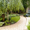 50 SILVER WEEPING BIRCH Tree White European Betula Pendula Alba Seeds