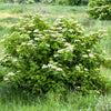 500 BULK American ELDERBERRY Fruit Bush Shrub Tree Sambucus Nigra Canadensis Seeds