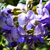 10 TEXAS Mountain LAUREL Sophora Secundiflora Mescal Tree Purple Flower Seeds