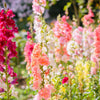 25 Double MADAME BUTTERFLY SNAPDRAGON Mixed Colors Antirrhinum Majus Flower Seeds