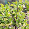30 HONEYBERRY Blue Honeysuckle Lonicera Caerulea Edible Fruit Shrub Seeds