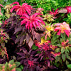 100 Tricolor EARLY SPLENDOR AMARANTHUS Hypochondricus Flower Seeds