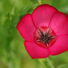 500 Red SCARLET FLAX Linum Grandiflorum Rubrum Flower Seeds