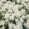 50 EDELWEISS Leontopodium Alpinum White Flower Seeds