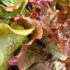 Prizehead Lettuce Seeds – Loose Leaf Early Prize Head Red Lactuca Vegetable – photo 2