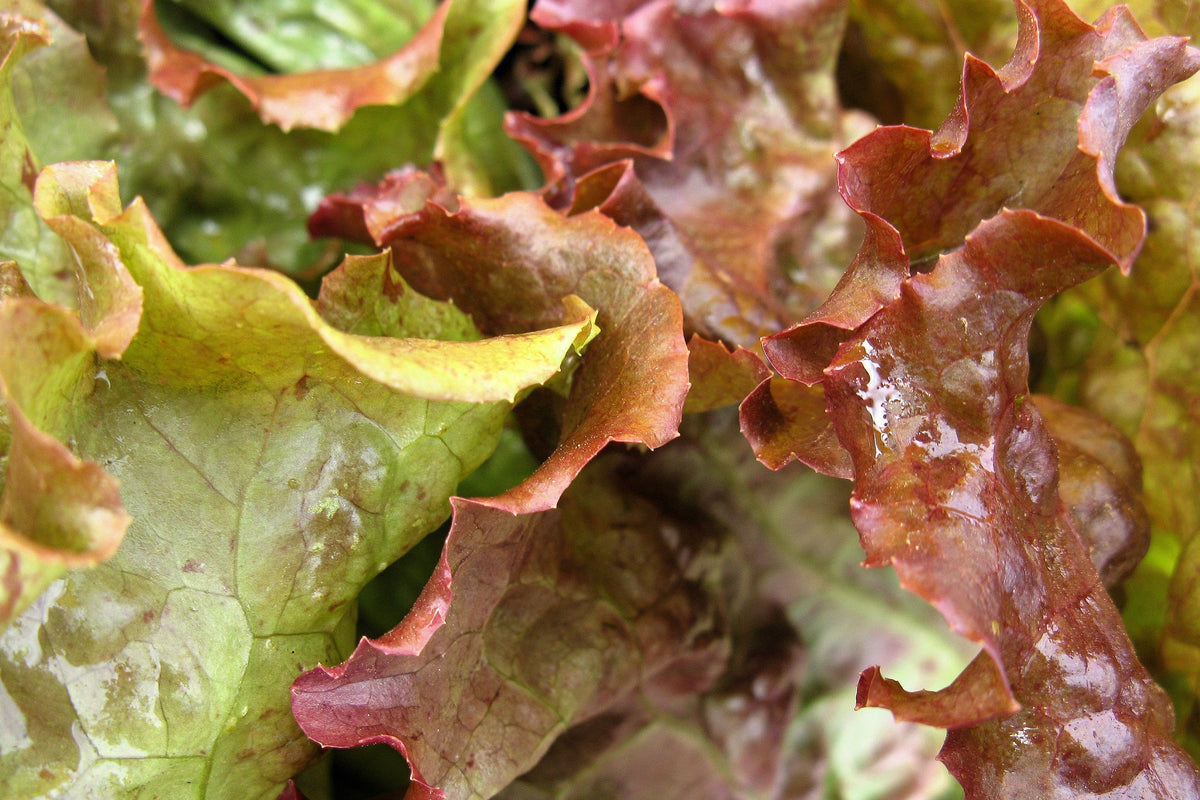 Prizehead Lettuce Seeds – Loose Leaf Early Prize Head Red Lactuca Vegetable – photo 2