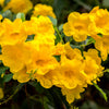10 TECOMA STANS (Yellow Trumpetbush / Yellow Bells / Yellow Elder / Esperanza) Flower Shrub Bush Seeds