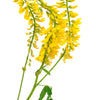 3000 YELLOW SWEET CLOVER Melilotus Officinalis Flower Seeds