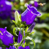 200 Blue CANTERBURY BELLS - CAMPANULA Medium Flower Seeds