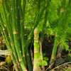 100 MARY WASHINGTON ASPARAGUS Officinalis Perennial Vegetable Seeds