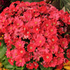 100 Mixed Colors FAIRY PRIMROSE Primula Malacoides Red Pink Purple White Baby Primrose Shade Houseplant Flower Seeds