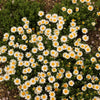 100 White DWARF CREEPING DAISY Chrysanthemum Paludosum Flower Seeds