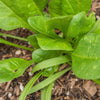 400 Monstrueux De VIROFLAY SPINACH French Spinacia Oleracea Vegetable Seeds