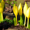 10 Yellow SWAMP LANTERN Moist Lysichiton Americanus Skunk Cabbage Flower Seeds