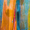 50 RAINBOW EUCALYPTUS Deglupta Gum Multicolor Bark Tree Seeds