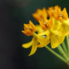 10 SILKY GOLD MILKWEED Butterfly Weed Asclepias Curassavica Monarch Flower Seeds