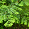 20 DAWN REDWOOD Tree Metasequoia Glyptostroboides Conifer Seeds