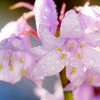 10 WOOD HYACINTH Mixed Colors English Woodland Spanish Bluebell Scilla Campanulata Hyacinthoides Hispanica Pink Purple White Flower Seeds