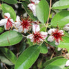 10 PINEAPPLE GUAVA Fruit Acca Guavasteen Brazilian or Fig Guava Feijoa Sellowiana Pink Red Flower Tree Shrub Seeds