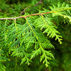 25 THUJA TREE Cedar Thuja Occidentalis Conifer Seeds