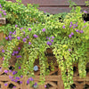 10 GOLDEN DEWDROP Duranta Erecta Repens Golden Foliage Blue Violet Purple White Flower Orange Ornamental Berry Shrub Seeds