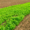 2000 ALFALFA Medicago Sativa Flower Plant Seeds