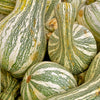 30 Green Striped CUSHAW SQUASH PUMPKIN (Tennessee Sweet Potato Squash) Cucurbita Mixta Vegetable Seeds