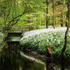 10 RAMSONS / WILD Bear GARLIC Allium Ursinum Vegetable Herb White Flower Seeds