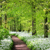 10 RAMSONS / WILD Bear GARLIC Allium Ursinum Vegetable Herb White Flower Seeds