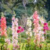 25 Double MADAME BUTTERFLY SNAPDRAGON Mixed Colors Antirrhinum Majus Flower Seeds