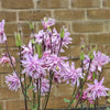 100 TALL DOUBLE COLUMBINE Aquilegia Vulgaris Mixed Colors Red, Pink, Purple, & White Flower Seeds