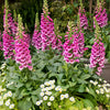 Dwarf Foxy Mix Foxglove Seeds – Digitalis Purpurea Flower – photo 6