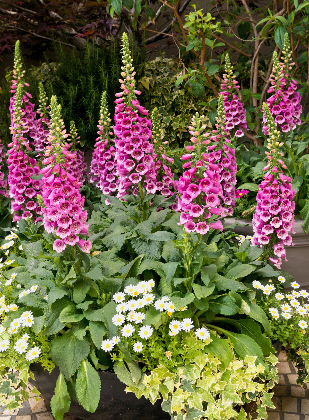 Dwarf Foxy Mix Foxglove Seeds – Digitalis Purpurea Flower – photo 6