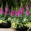 Dwarf Foxy Mix Foxglove Seeds – Digitalis Purpurea Flower – photo 4