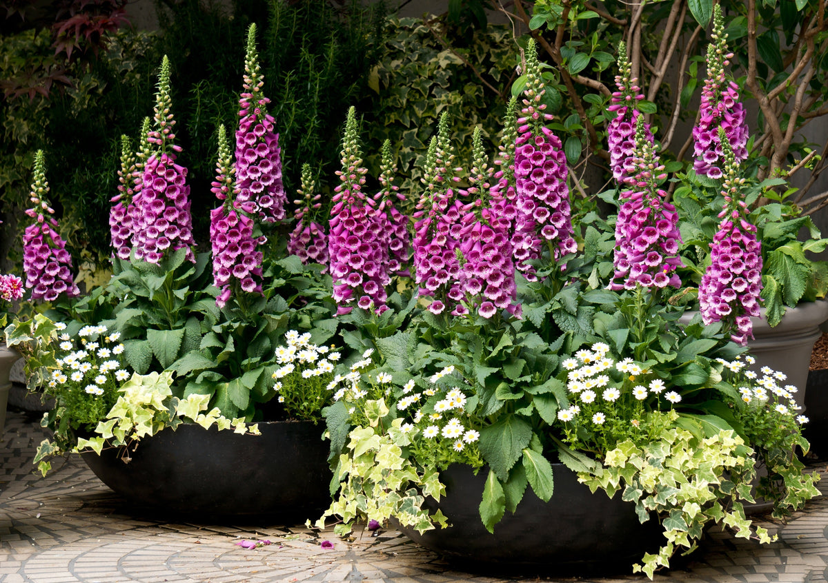 Dwarf Foxy Mix Foxglove Seeds – Digitalis Purpurea Flower – photo 4