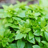 200 SPICY GLOBE BASIL Ocimum Basilicum Herb Flower Seeds