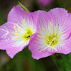1000 Showy PINK EVENING PRIMROSE (Pink Ladies / Mexican Evening) Oenothera Speciosa Flower Seeds