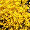 150 MIXED SEDUM Stonecrop Succulent Groundcover Red White Yellow Pink Purple Flower Seeds