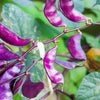 Ruby Moon Hyacinth Bean Seeds – Lablab Purpureus Blue Purple White Flower Ornamental Vine – photo 8
