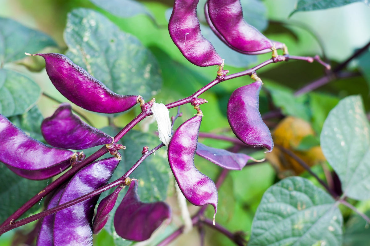 Ruby Moon Hyacinth Bean Seeds – Lablab Purpureus Blue Purple White Flower Ornamental Vine – photo 8